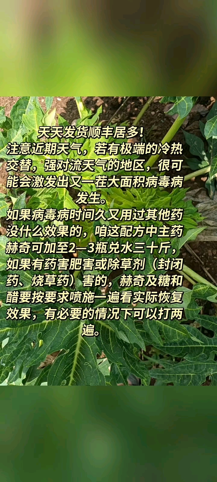 红薯苗真病毒病打什么药能治好卷叶病最好治小叶黄叶花叶除草剂药