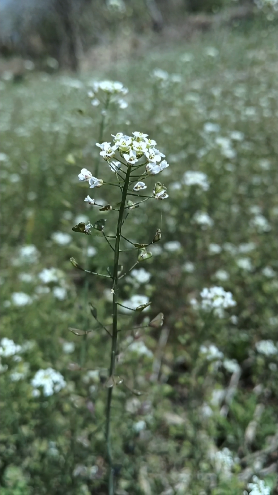我的人生是朵荠菜花,你是什么花?