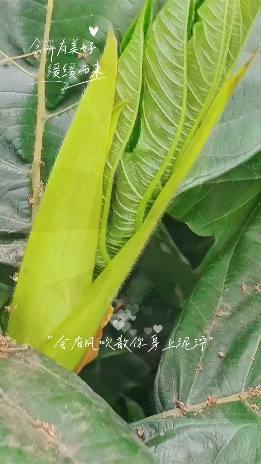 面包树叶子比花还美
