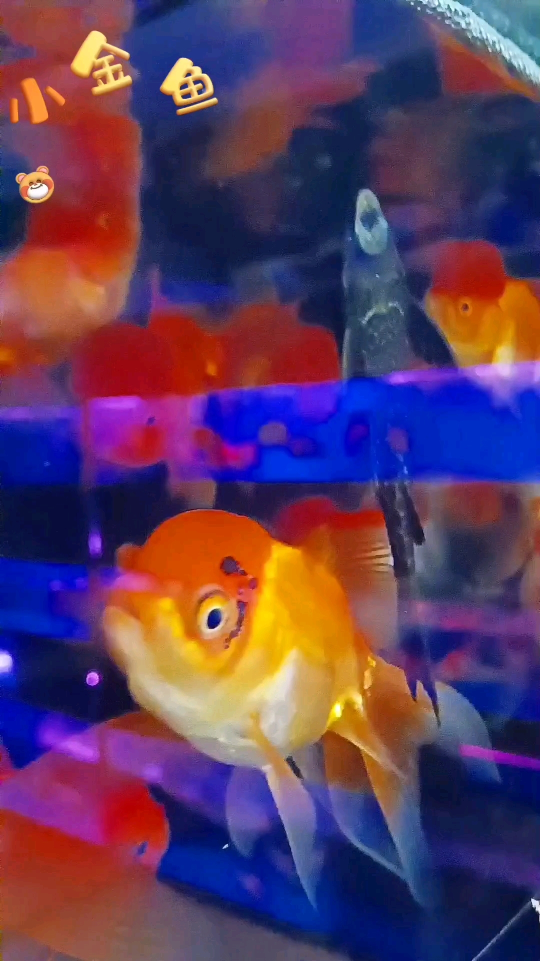 美丽的小金鱼,在水中自由自在地游来游去