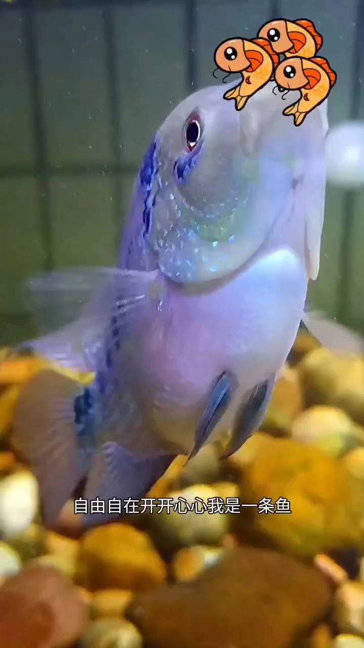 鱼儿啊鱼儿好美丽