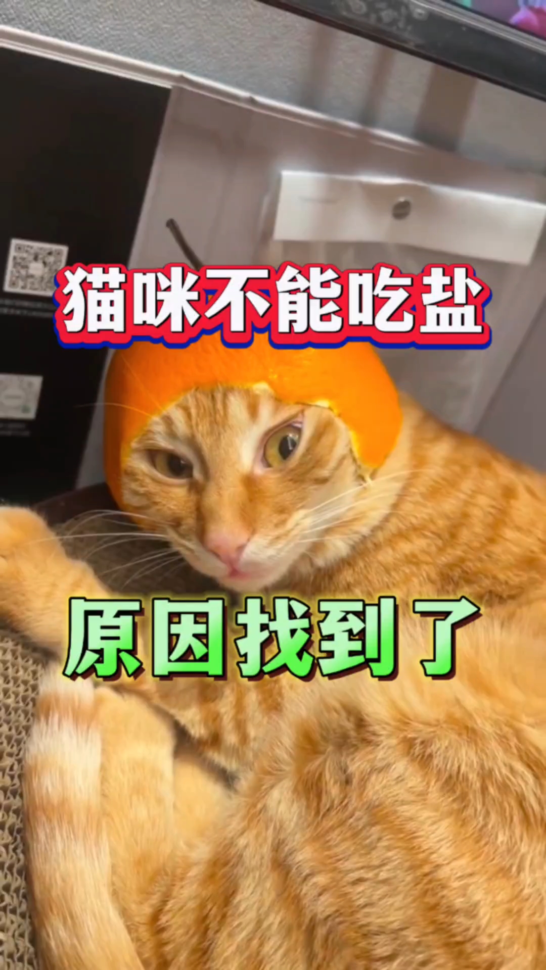 为什么猫不能吃盐