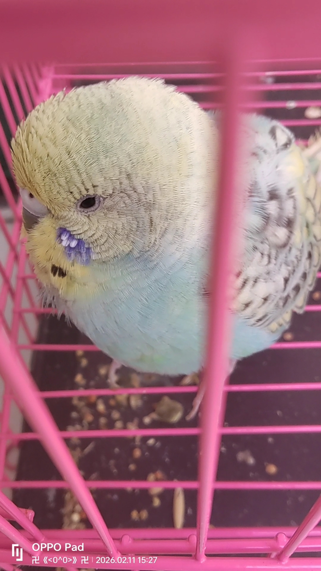 小鸡宝宝