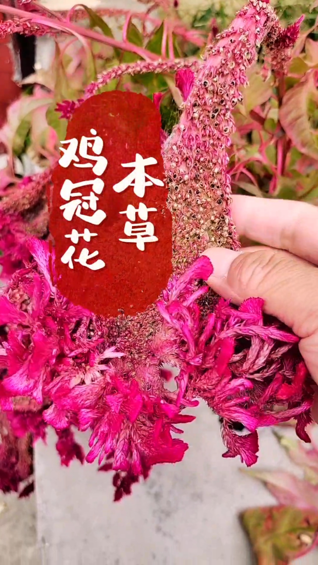 鸡冠花煮鸡蛋很好