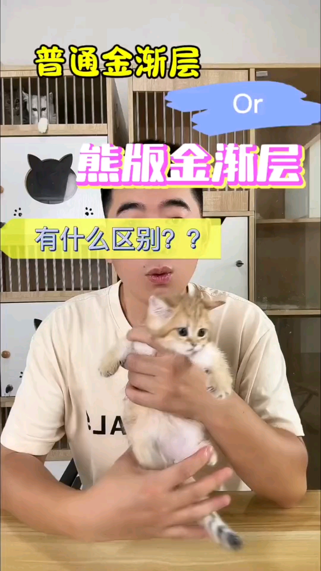 熊版金渐层和普通金渐层的区别 金渐层目前的市场价格区间比较大