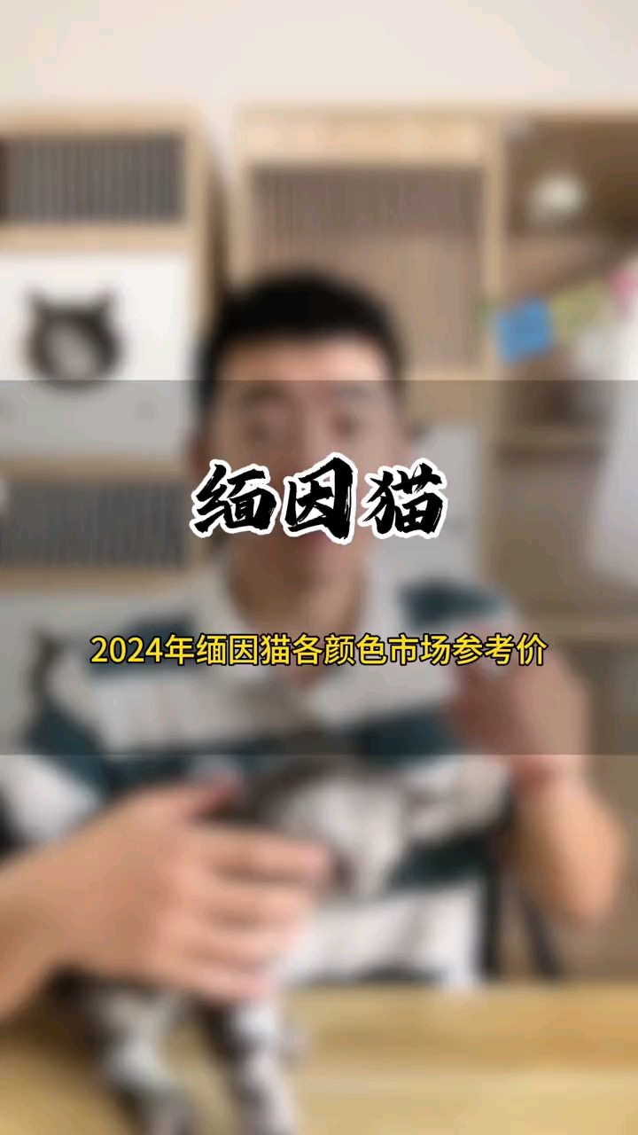 缅因猫多少钱一只? 2024年缅因猫各花色市场参考价大全
