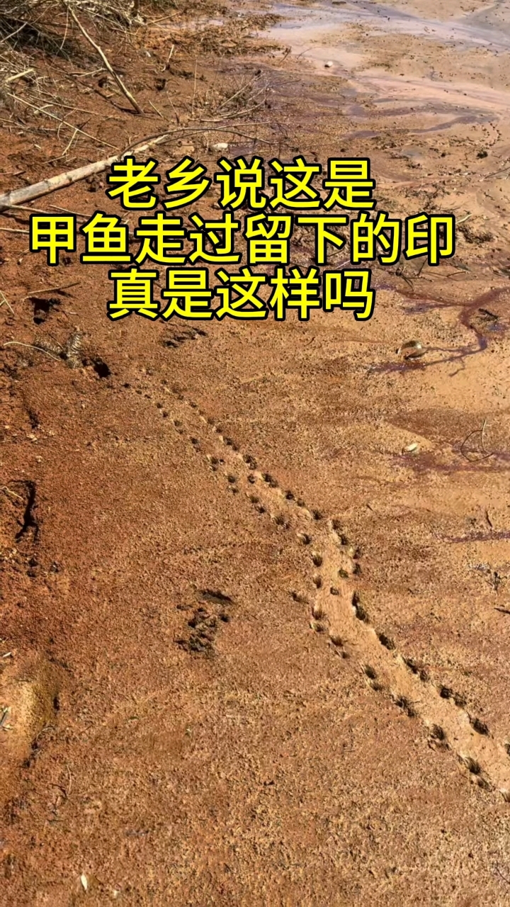 老乡说这是甲鱼的脚印,真是这样吗?