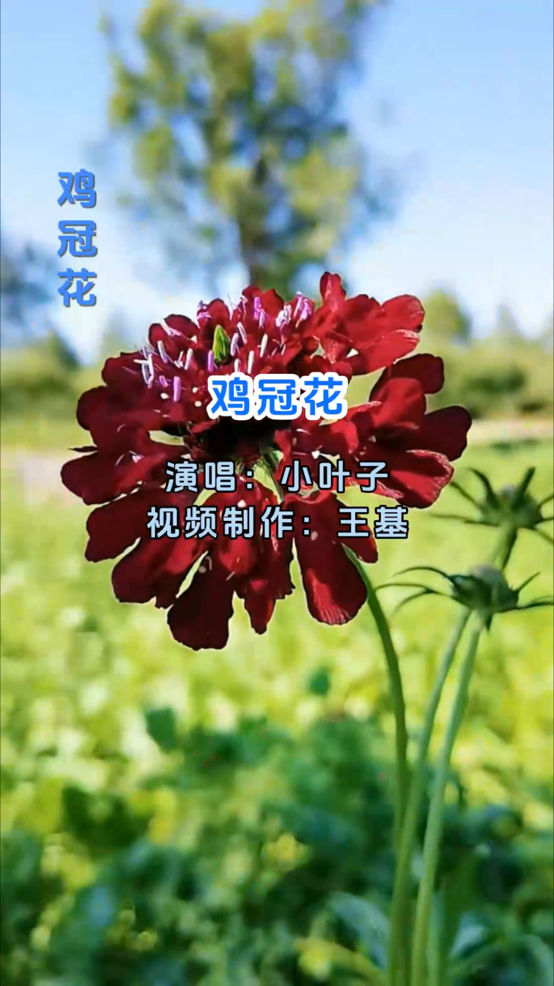 巜鸡冠花》完整版，小叶子演唱，非常好听。