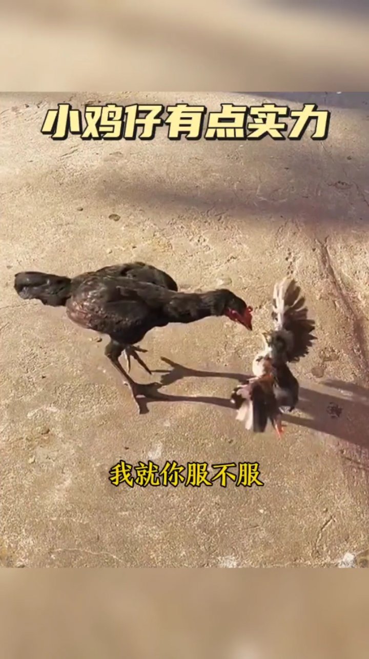 这小鸡还真没有点实力