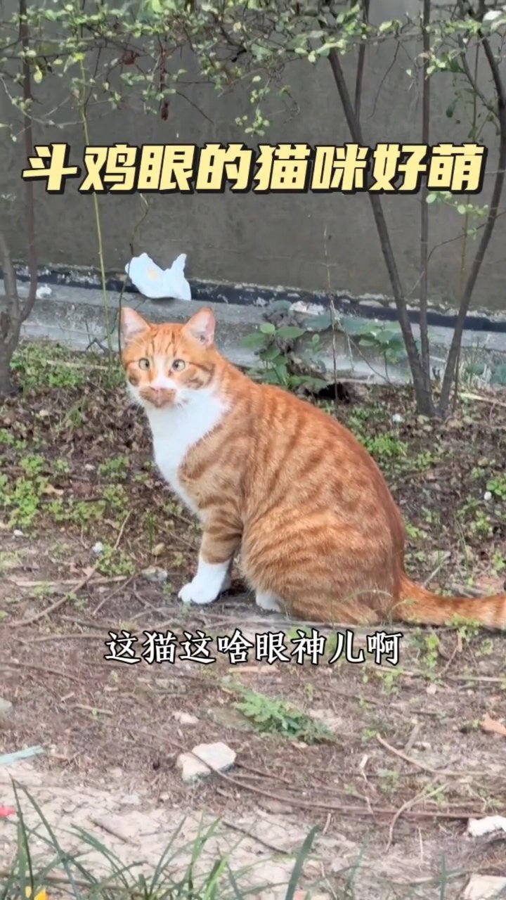 斗鸡眼的猫咪好萌
