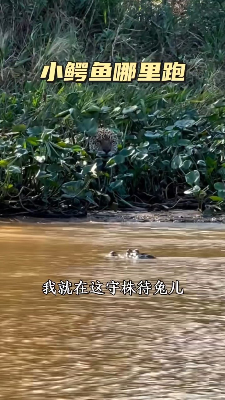 小鳄鱼你哪里跑哈哈