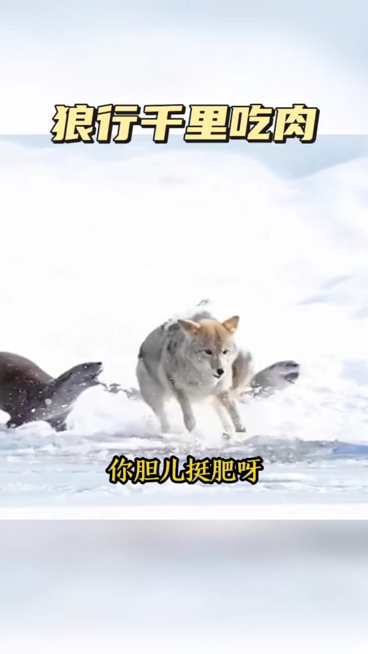 狼行千里吃肉，江湖救急