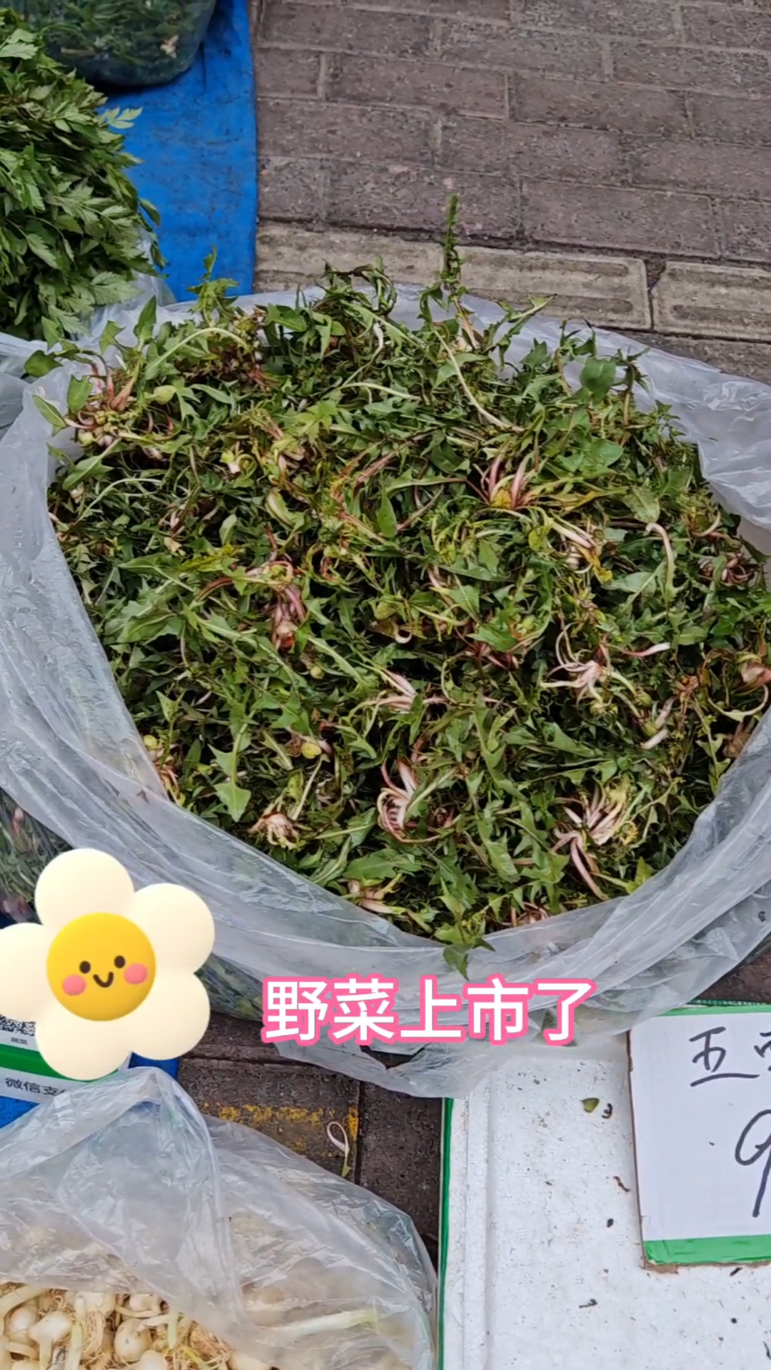 北方山野菜上市了,快来看看多少钱一斤,贵贱都好吃