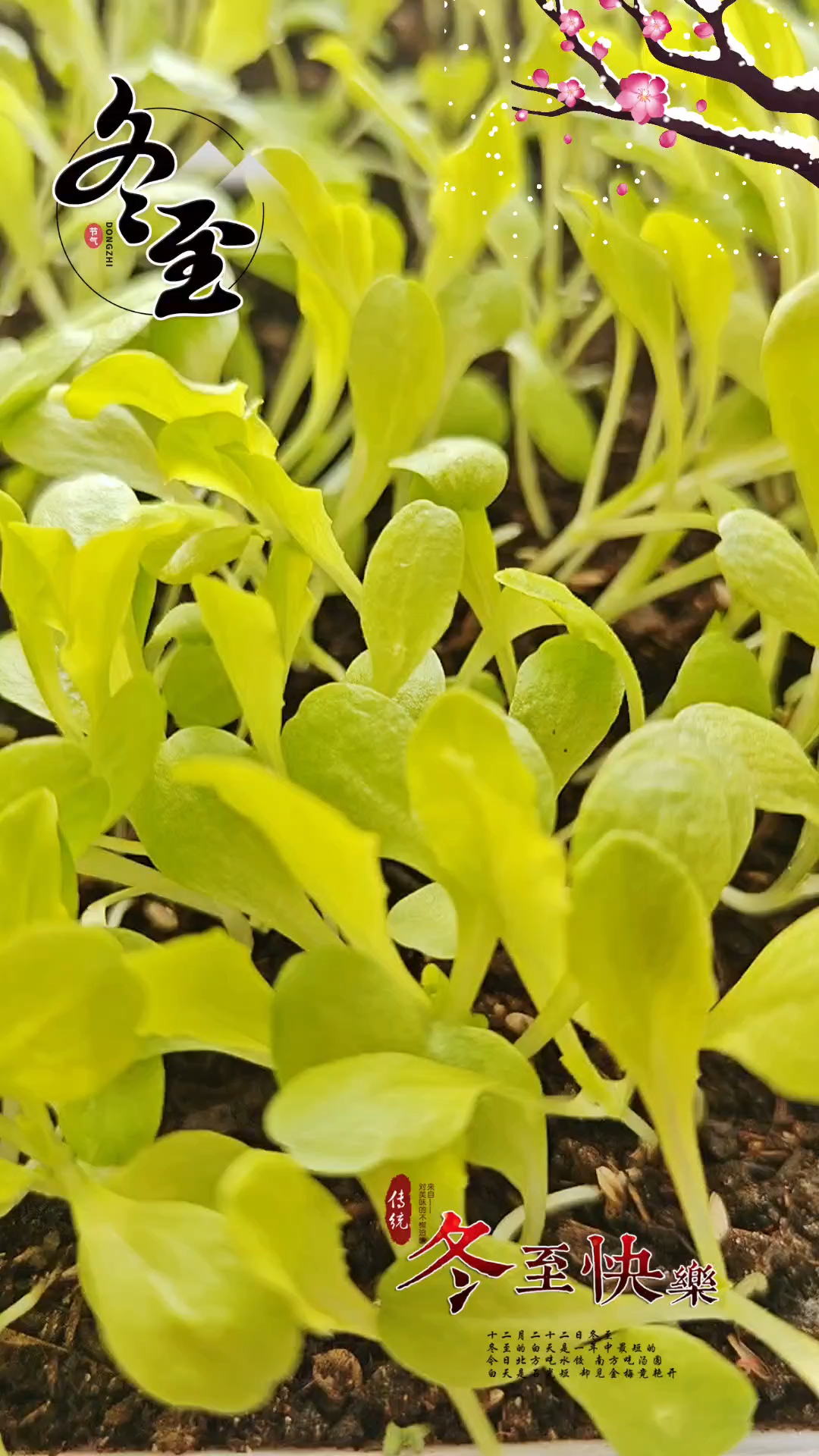 冬至如约而至,盆栽生菜如期成长,新的一年祝朋友们财源广进