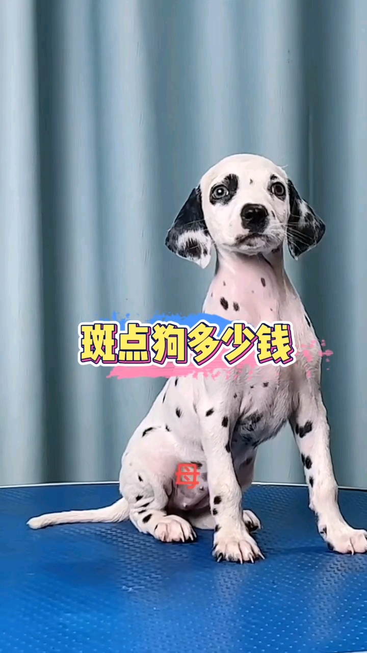 斑点狗多少钱