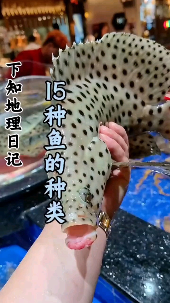 海鲜盛宴，15种鱼类的种类大揭秘！