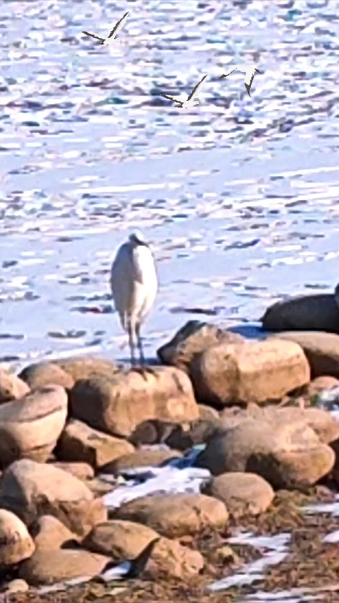 孤独的天鹅在冰天雪地中