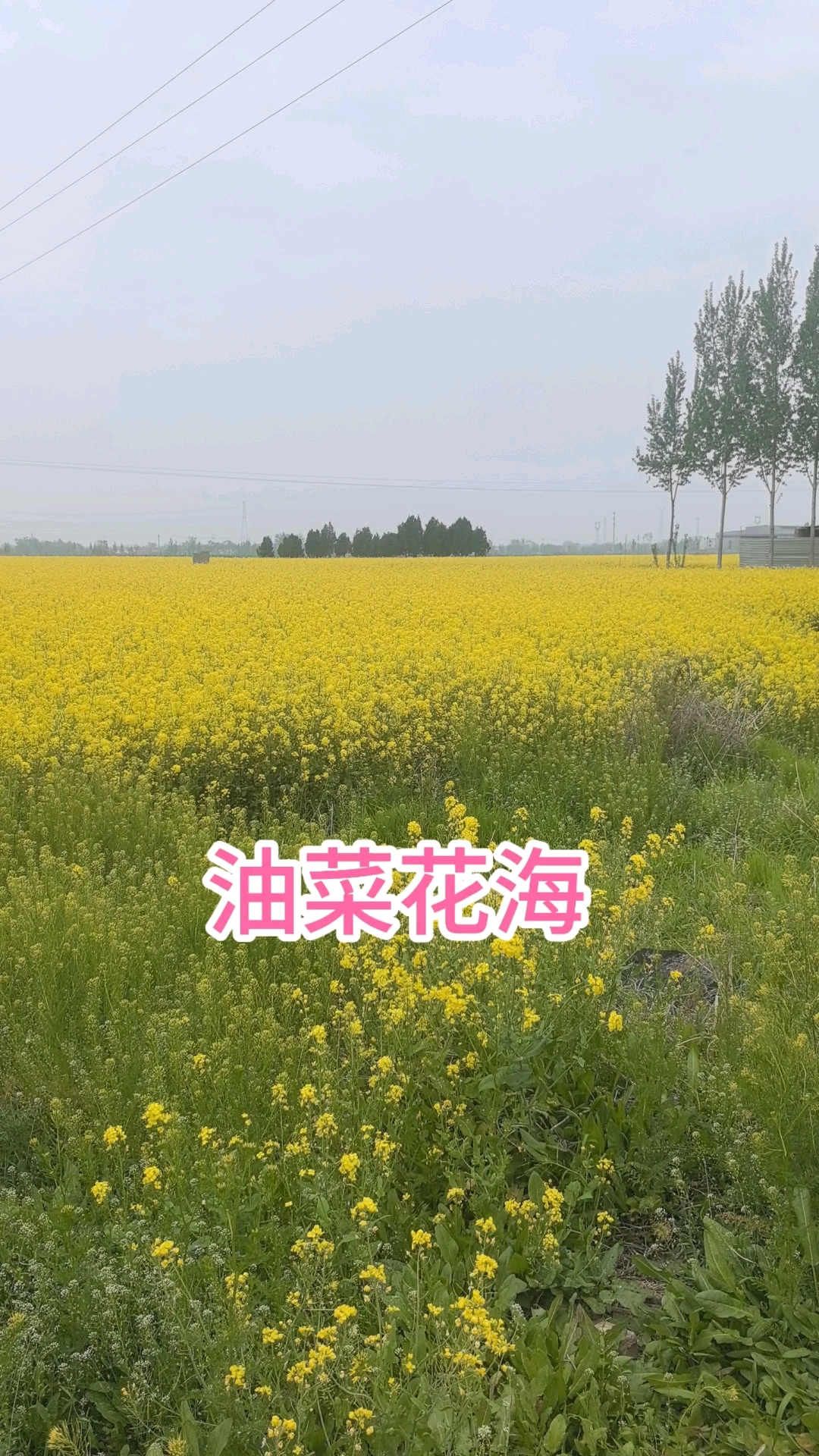 #2026百度创作者大赛#河北也有大片油菜花海，看油菜花不一定要去江西！#油菜花海美炸了#