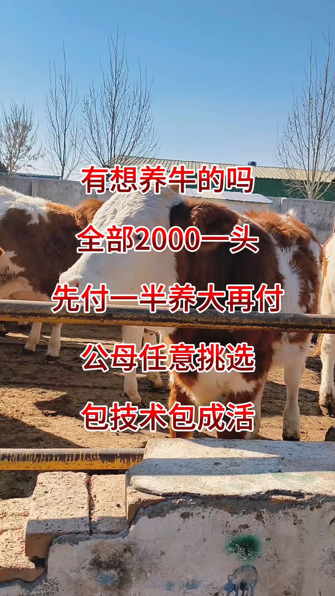 西门塔尔牛