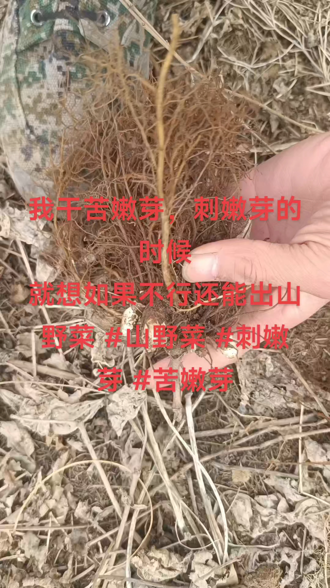 我干苦嫩芽,刺嫩芽的时候就想如果不行还能出山野菜 #山野菜 