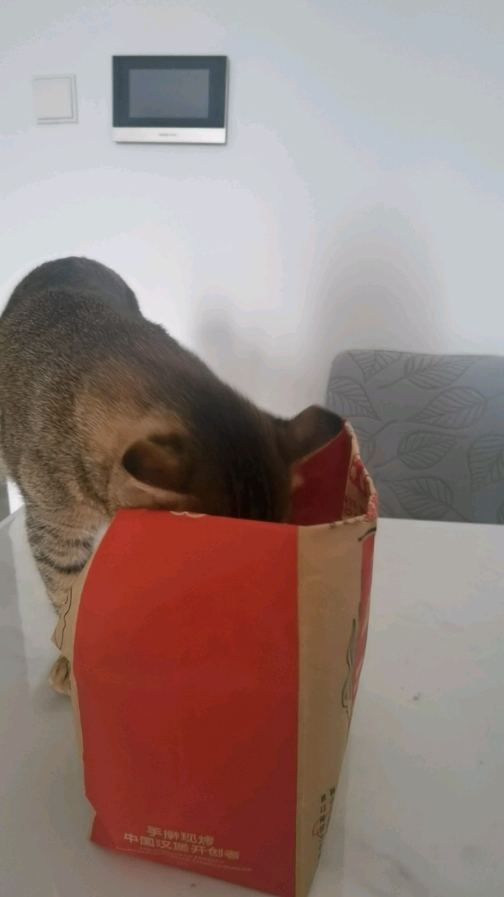 猫:我的汉堡呢?我的薯条呢?我的可乐呢?