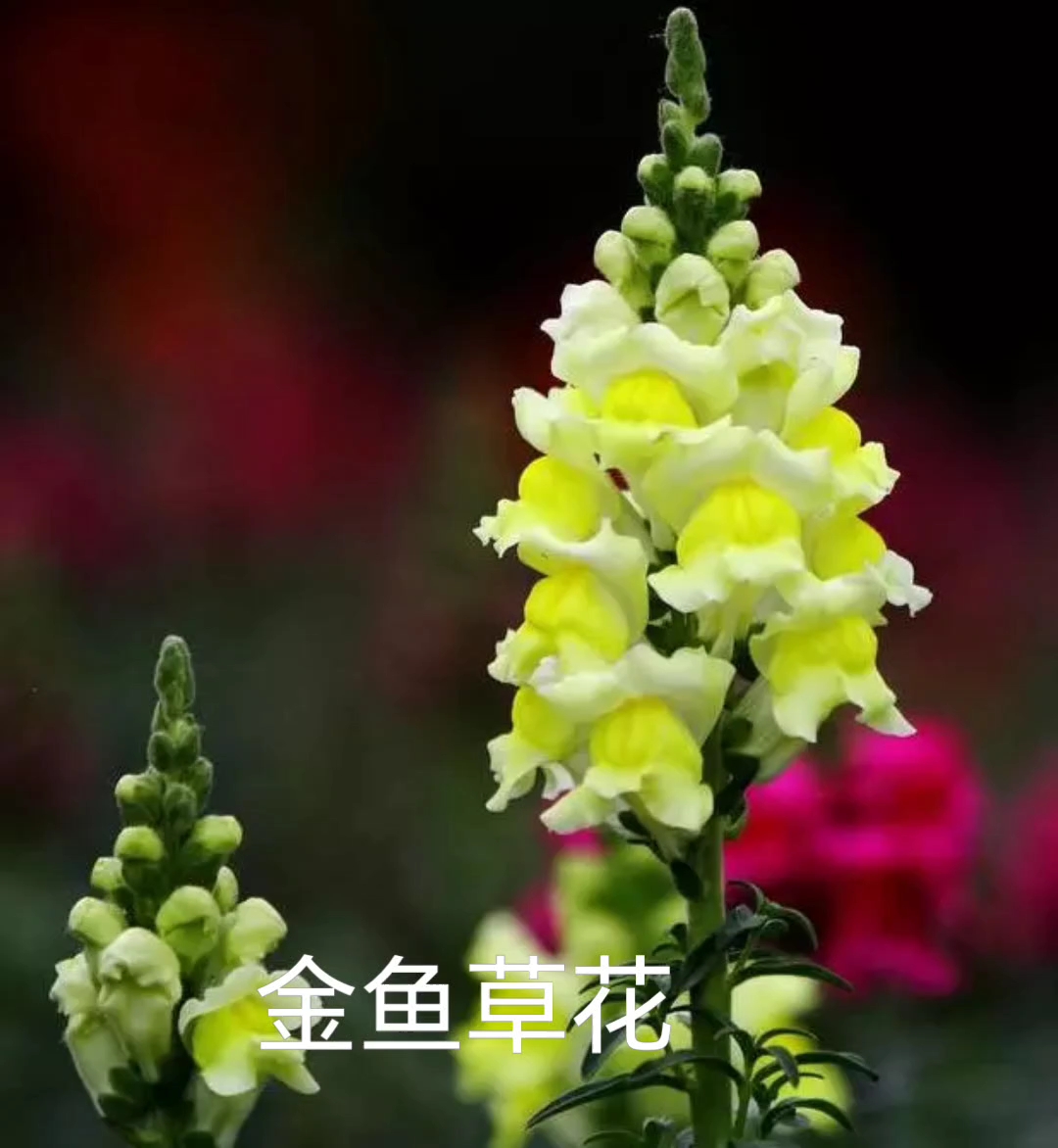 金鱼草花