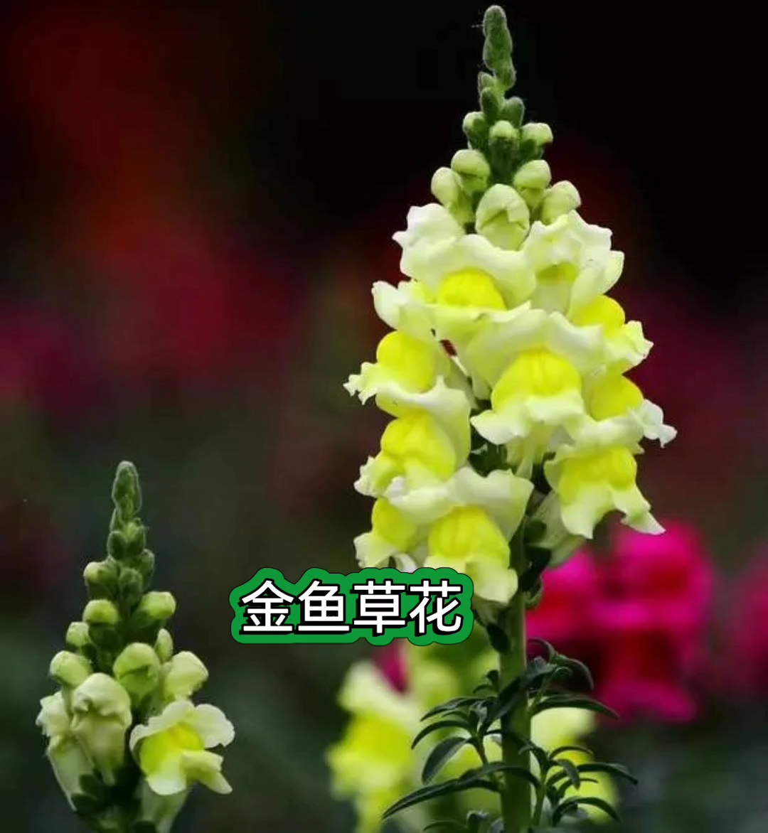 金鱼草花
