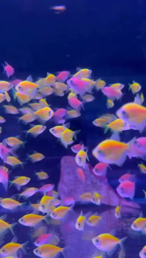 五颜六色的荧光小鱼,竟然应用了转基因技术