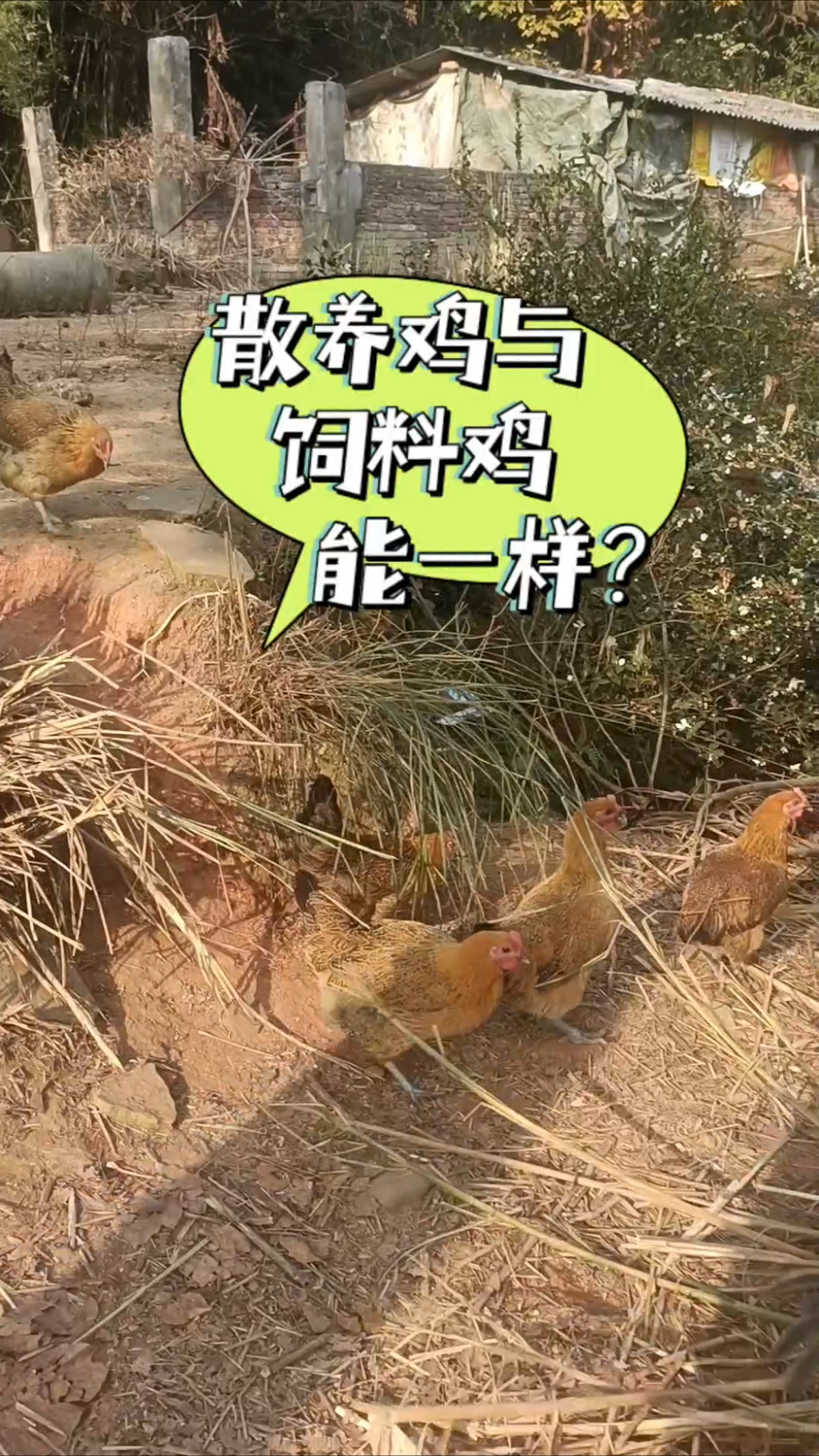 你真知道散养土鸡与饲料鸡的区别吗?