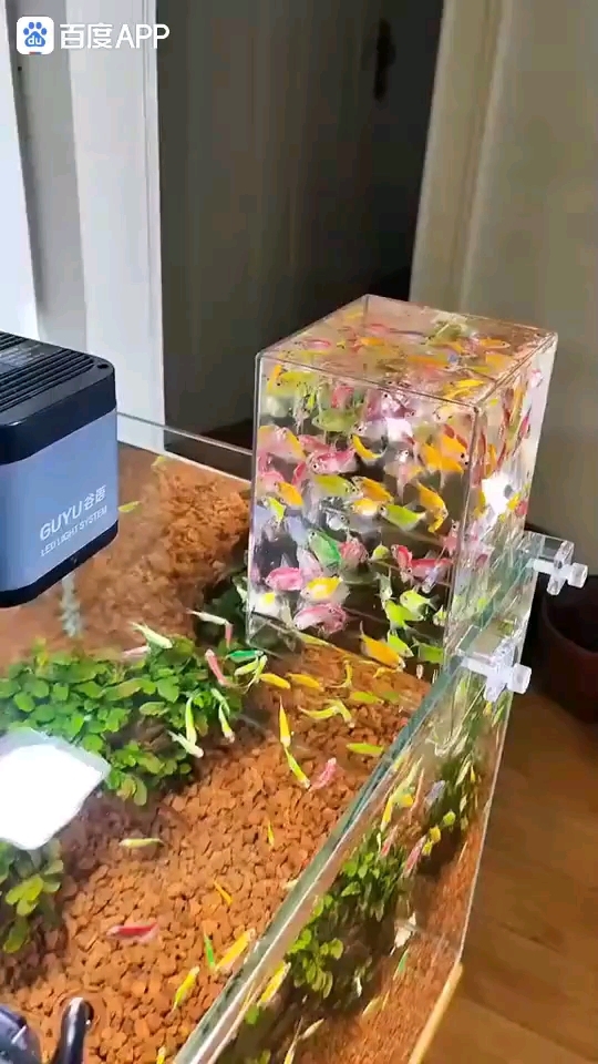 推荐一款好养又漂亮的七彩天使鱼热带观赏鱼