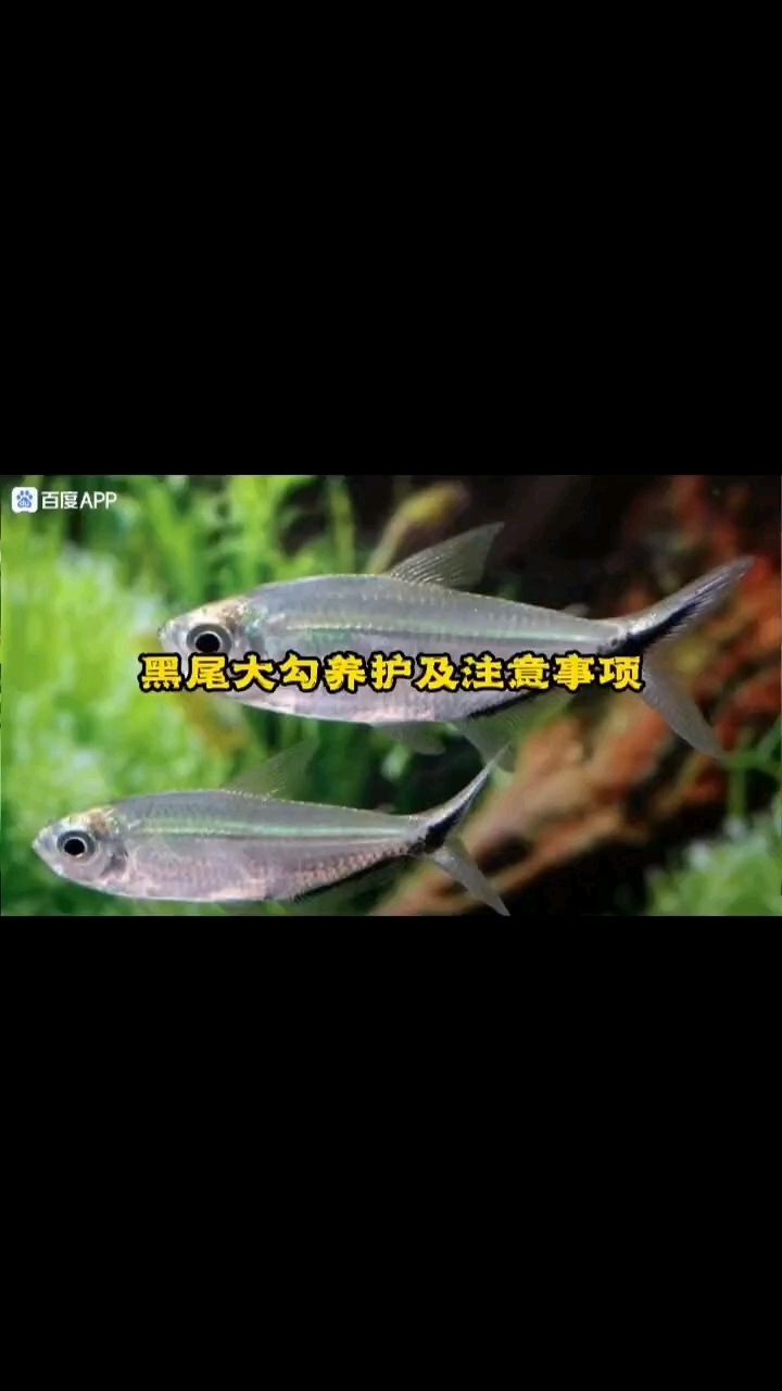 群游之王黑尾大勾热带观赏鱼