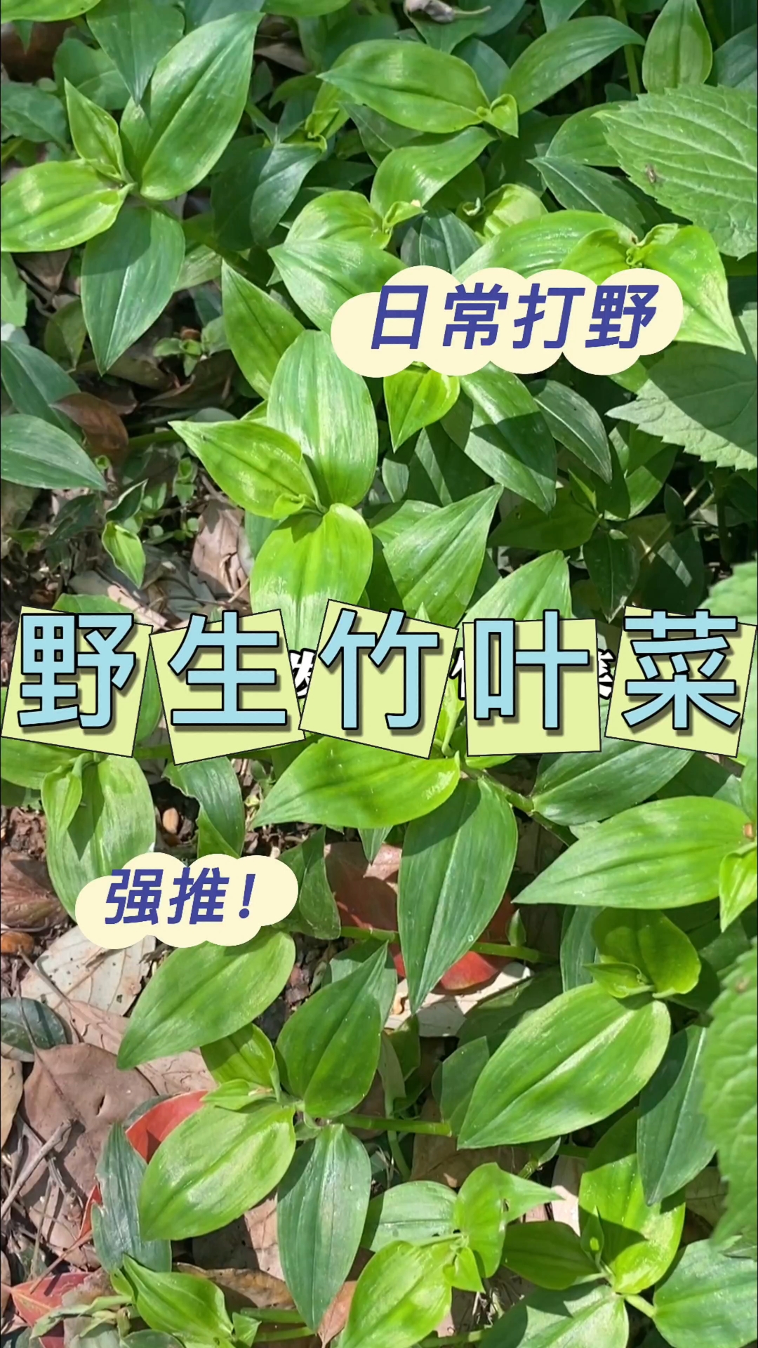 天府新区正兴镇上找到了满地的竹叶菜,盒马超市里20块一斤