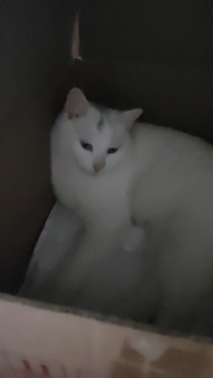 主播回来继续拍视频,小猫是素材,求三连