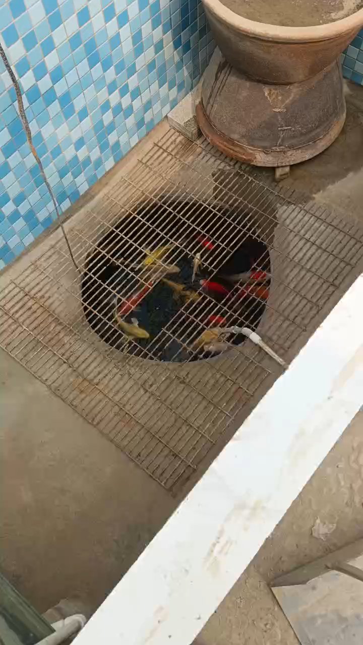 我家的鱼池