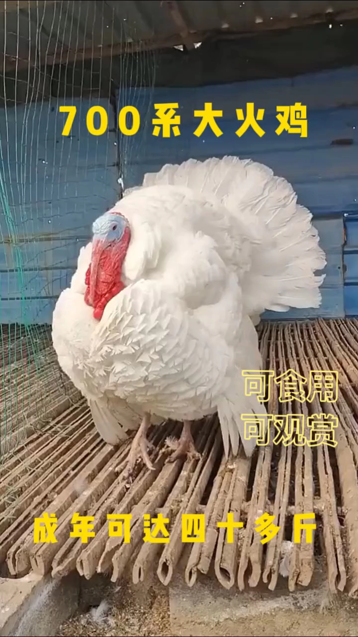 尼古拉,青铜大火鸡