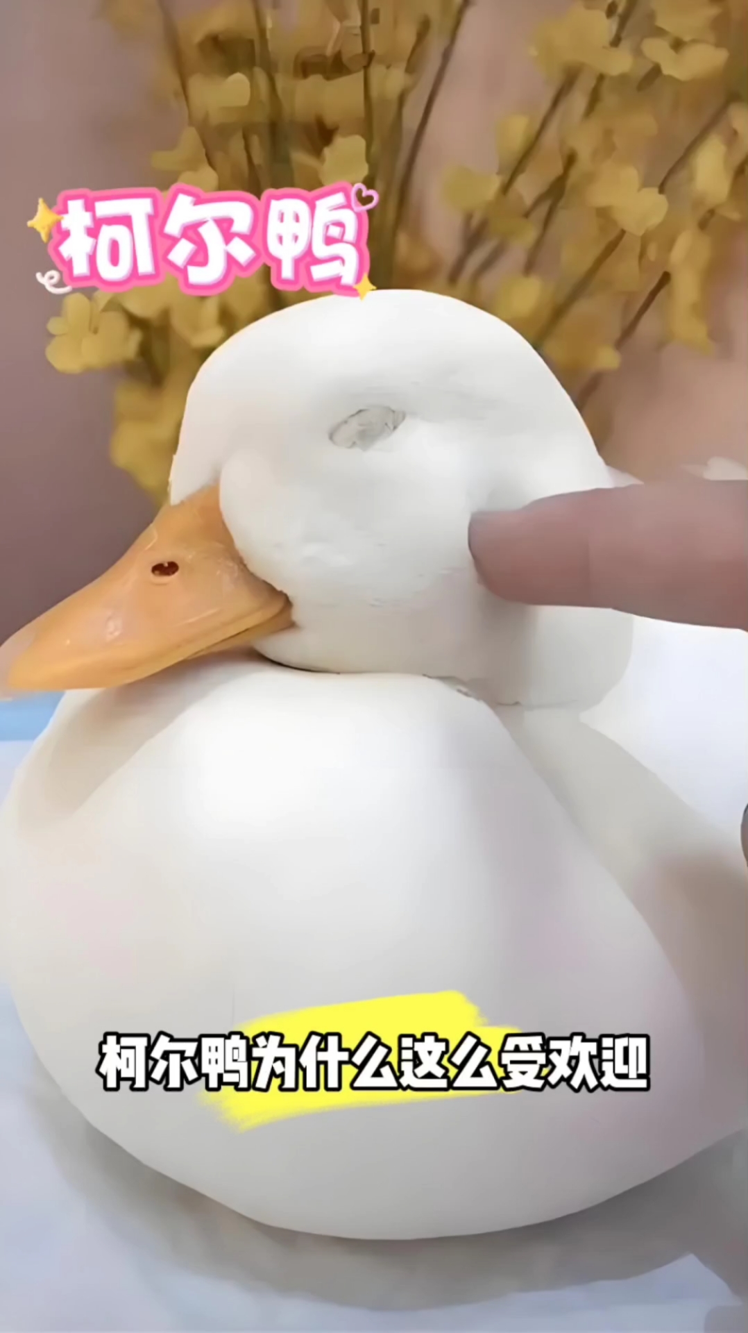 柯尔鸭适合当宠物养吗?