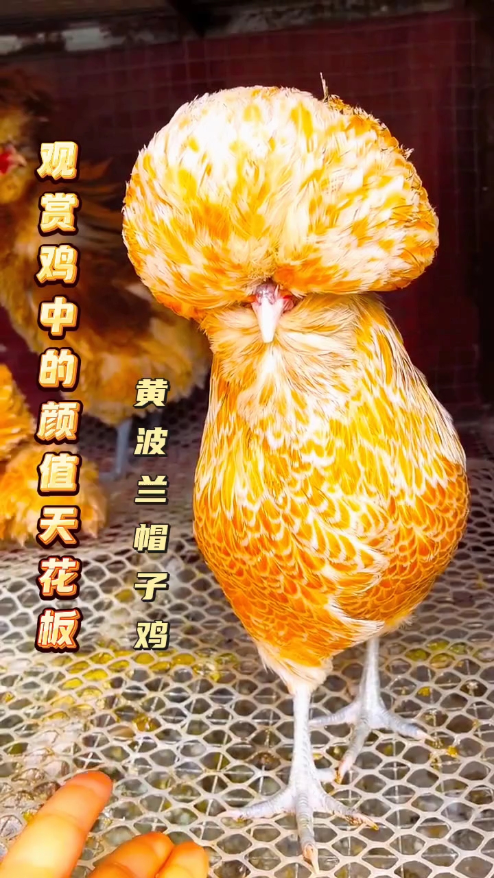 黄波兰帽子鸡,观赏鸡中的天花板