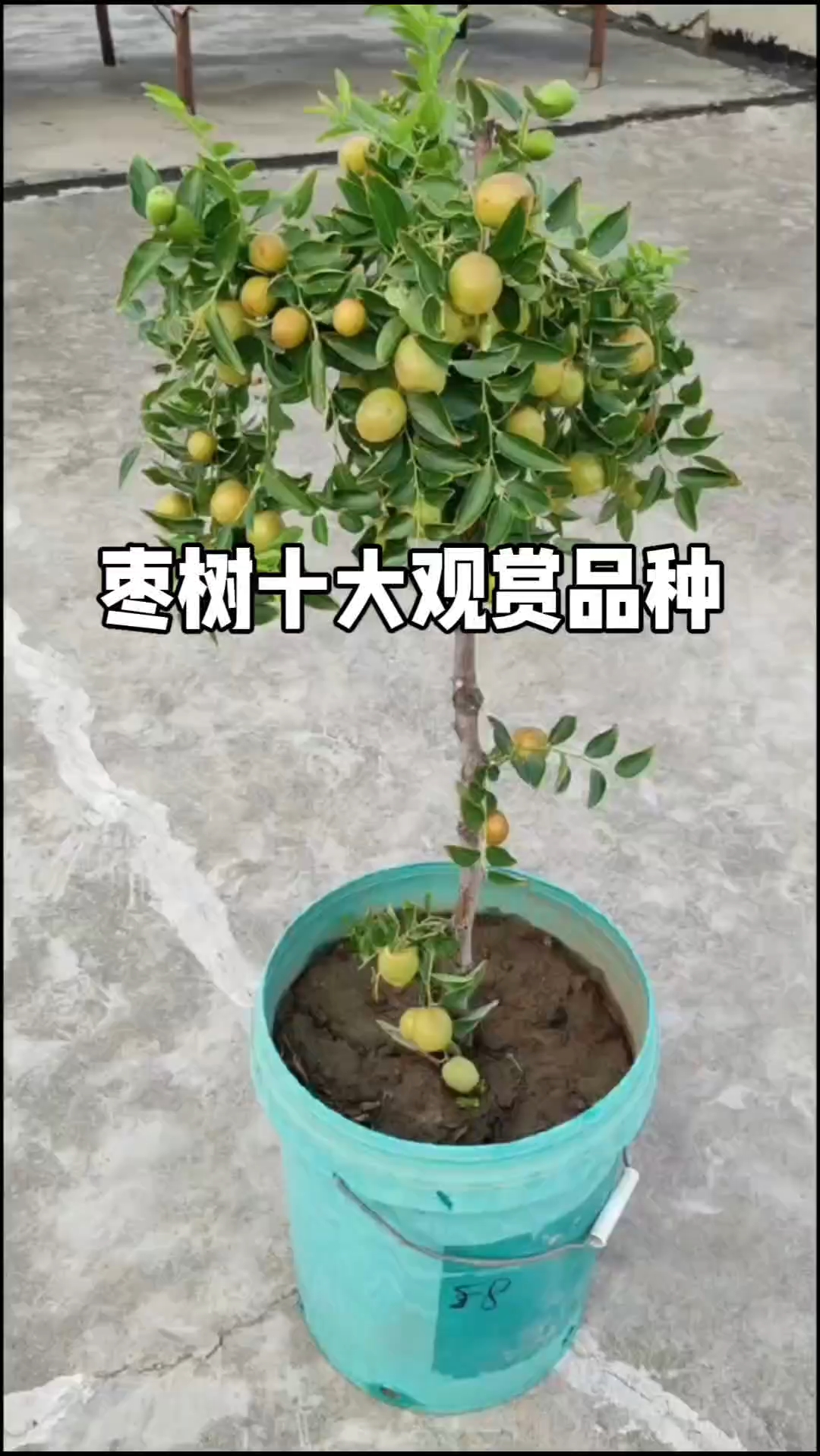 既能食用又能观赏的枣树品种