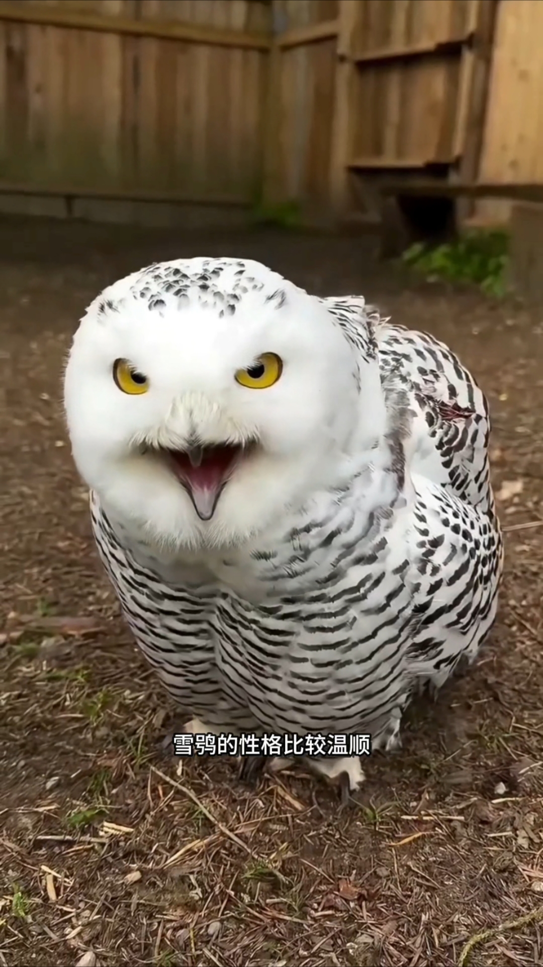 雪鸮喜欢被人撸,性格温顺