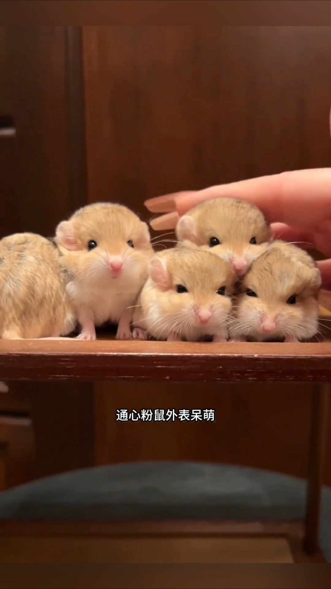 通心粉鼠像土豆又像布丁,可爱呆萌,适合做宠物