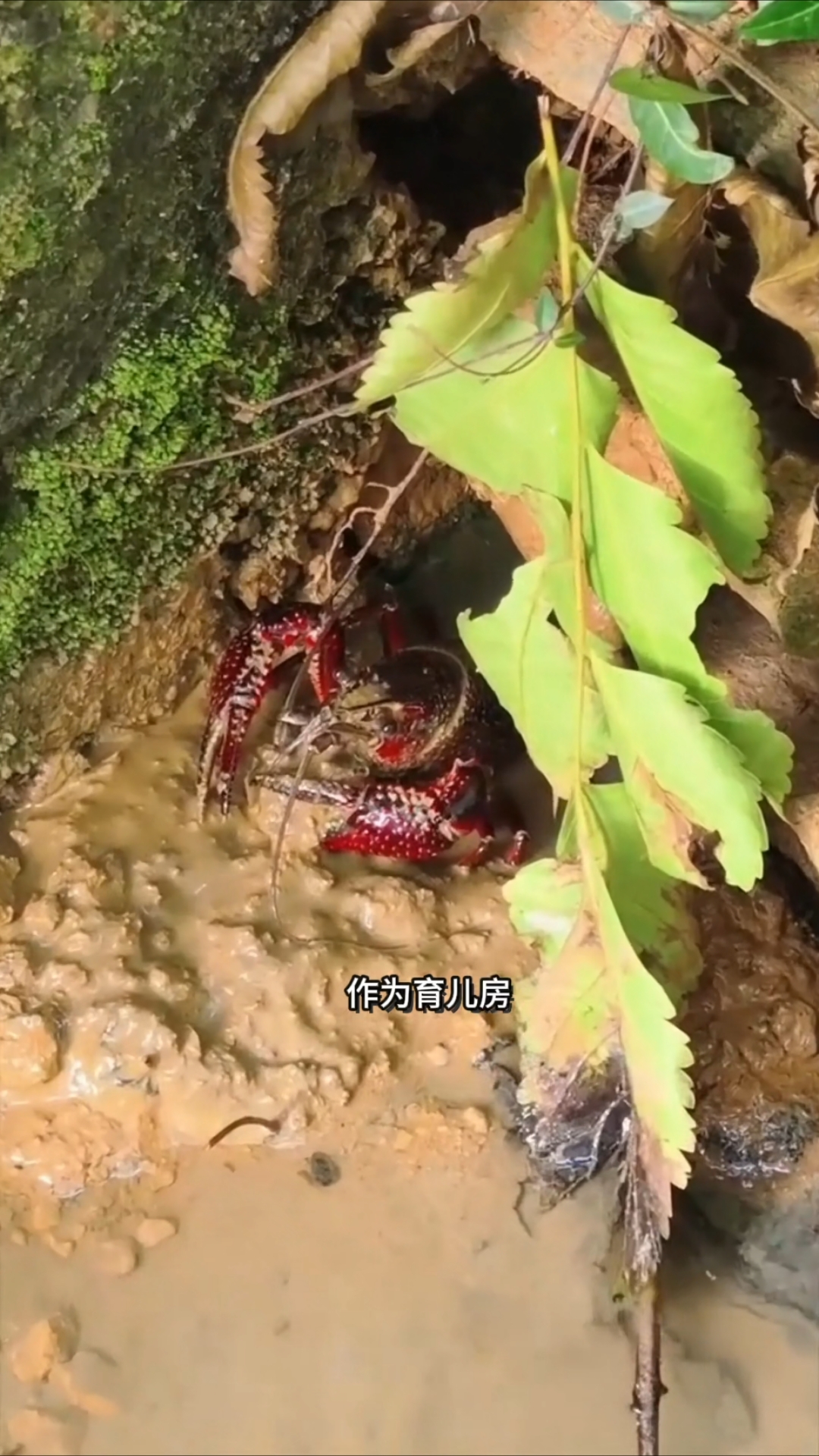 小龙虾也叫克氏原螯虾