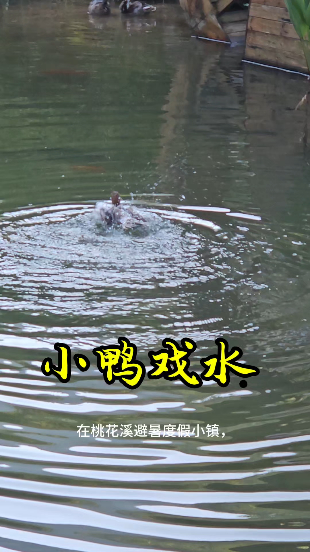 小鸭戏水