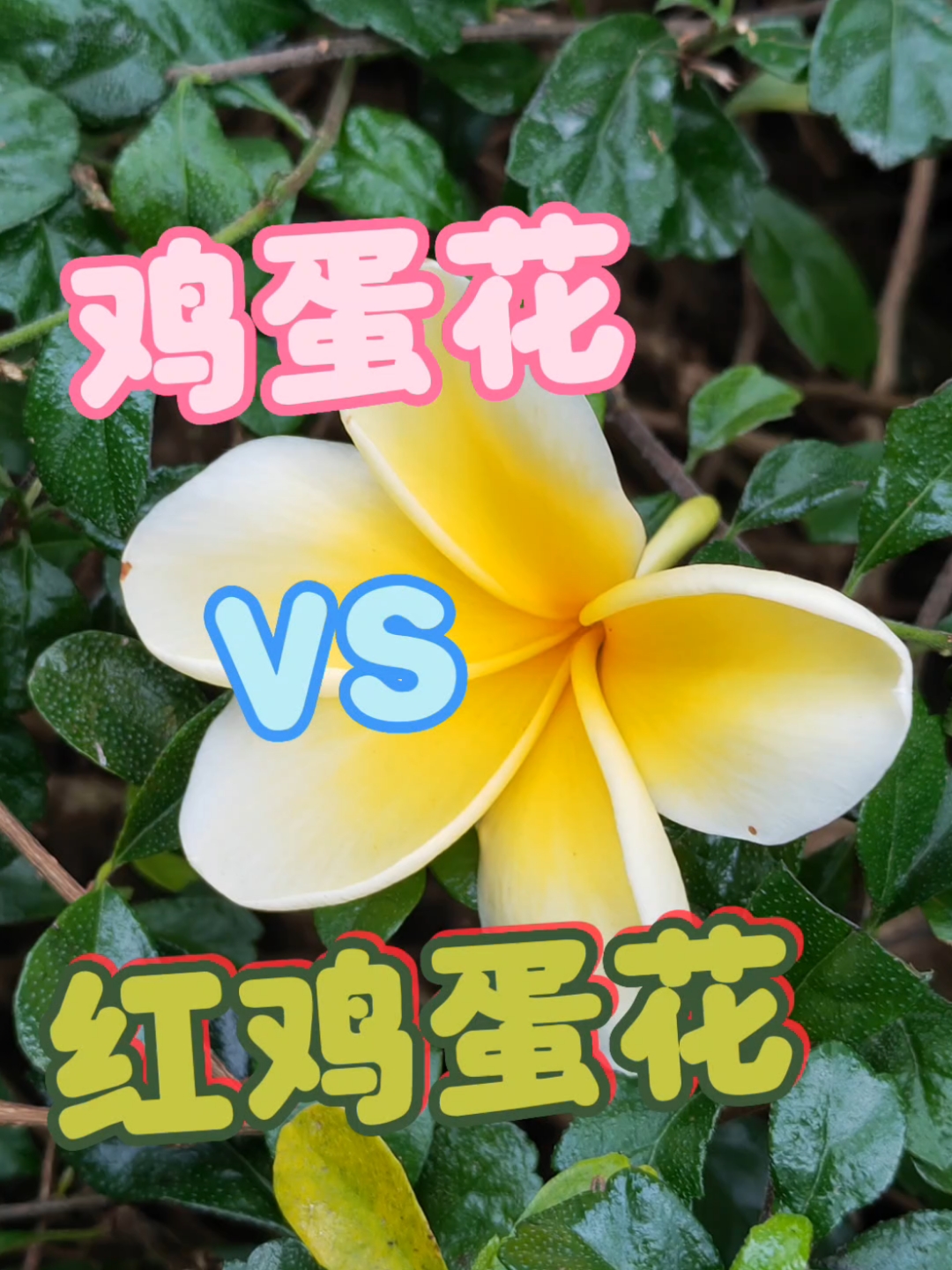 鸡蛋花还是红鸡蛋花?