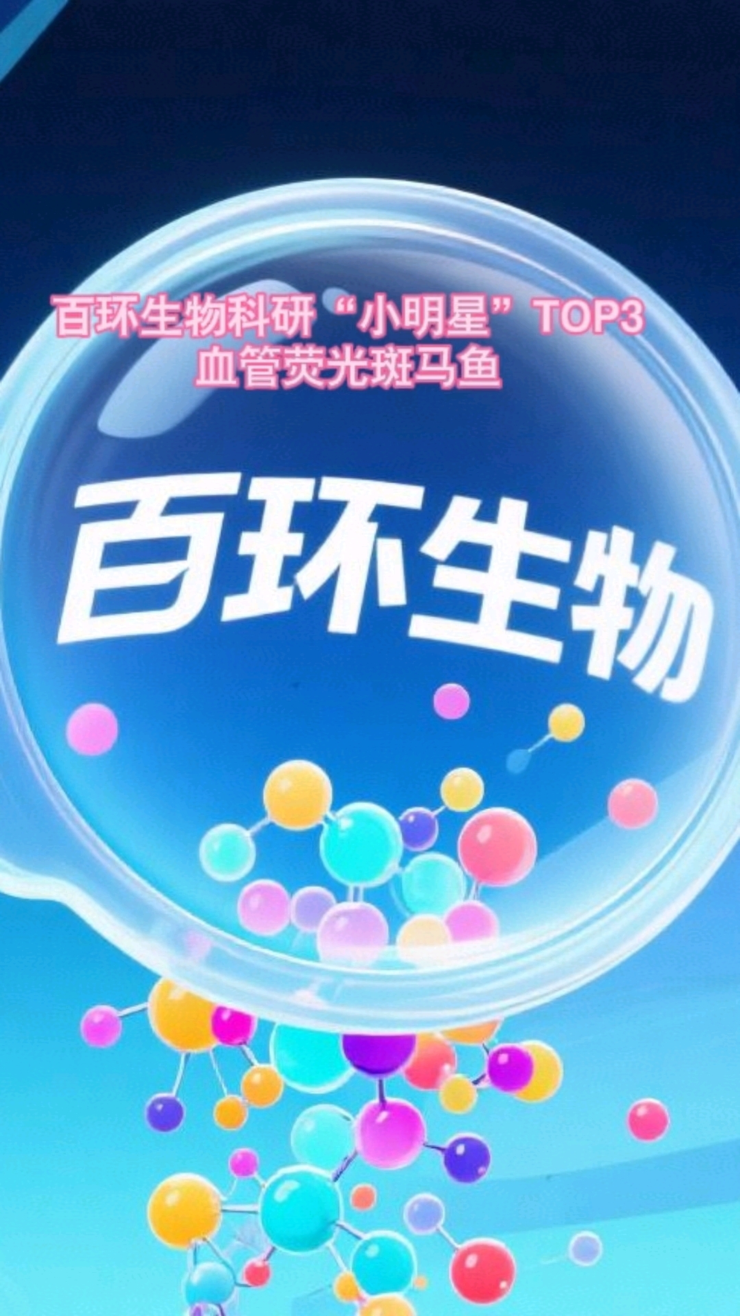 血管荧光斑马鱼 百环生物