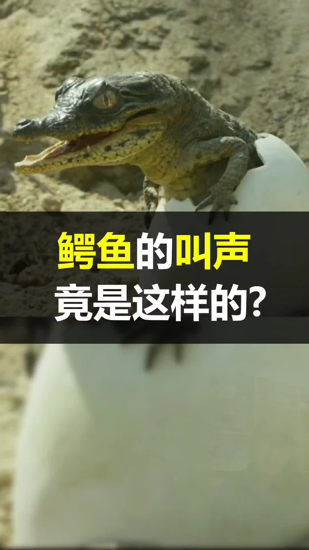 鳄鱼的叫声居然是这样的!