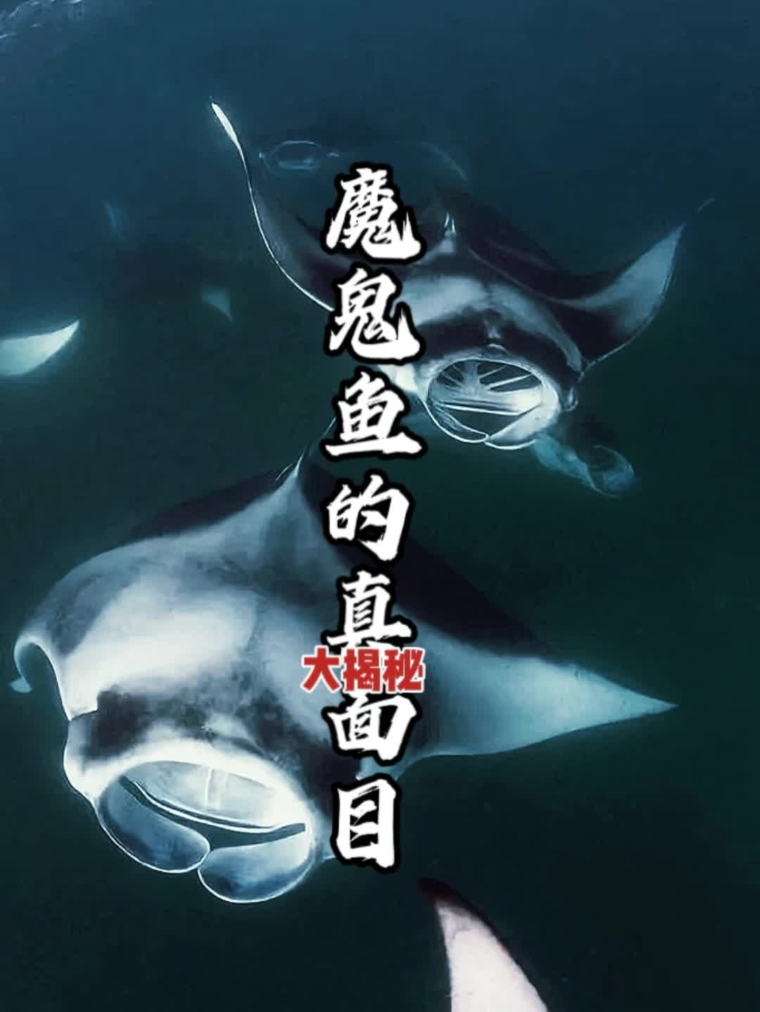 「科普海洋」魔鬼鱼的真面目