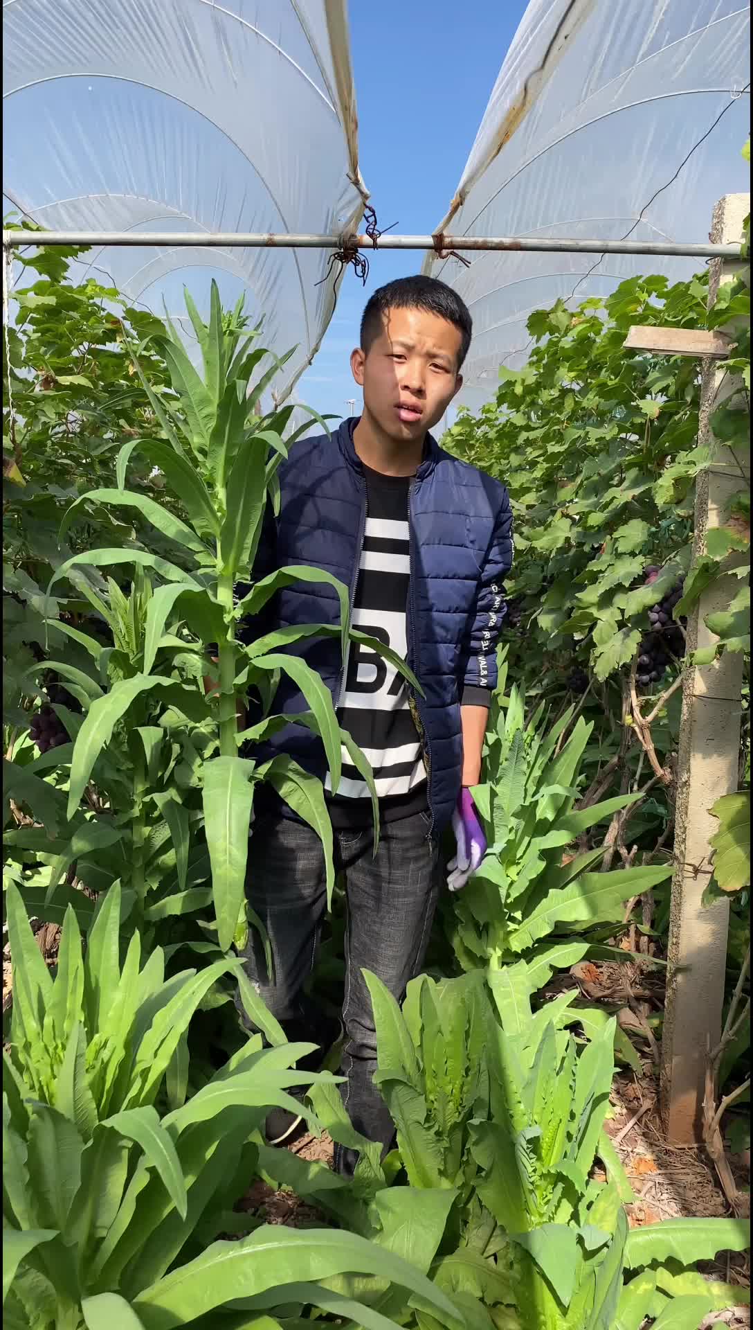 今天给大家科普一下贡菜和莴笋有什么区别!