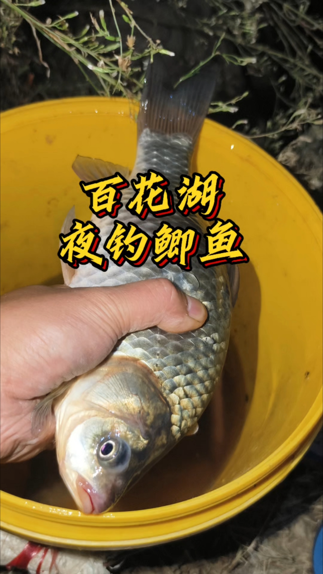 百花湖夜钓鲫鱼，收货可以，这个季节还是钓深点鲫鱼大
