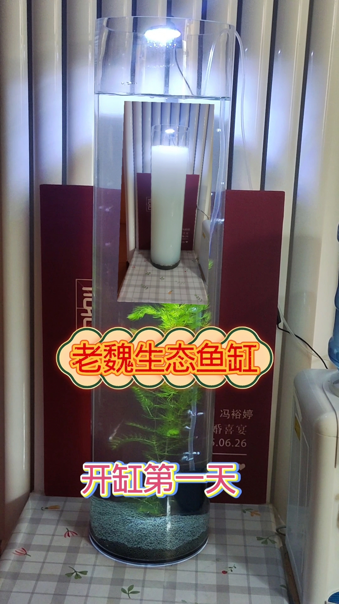 老魏生态鱼缸开缸第一天:在水中倒入整盒牛奶，水不会变臭？