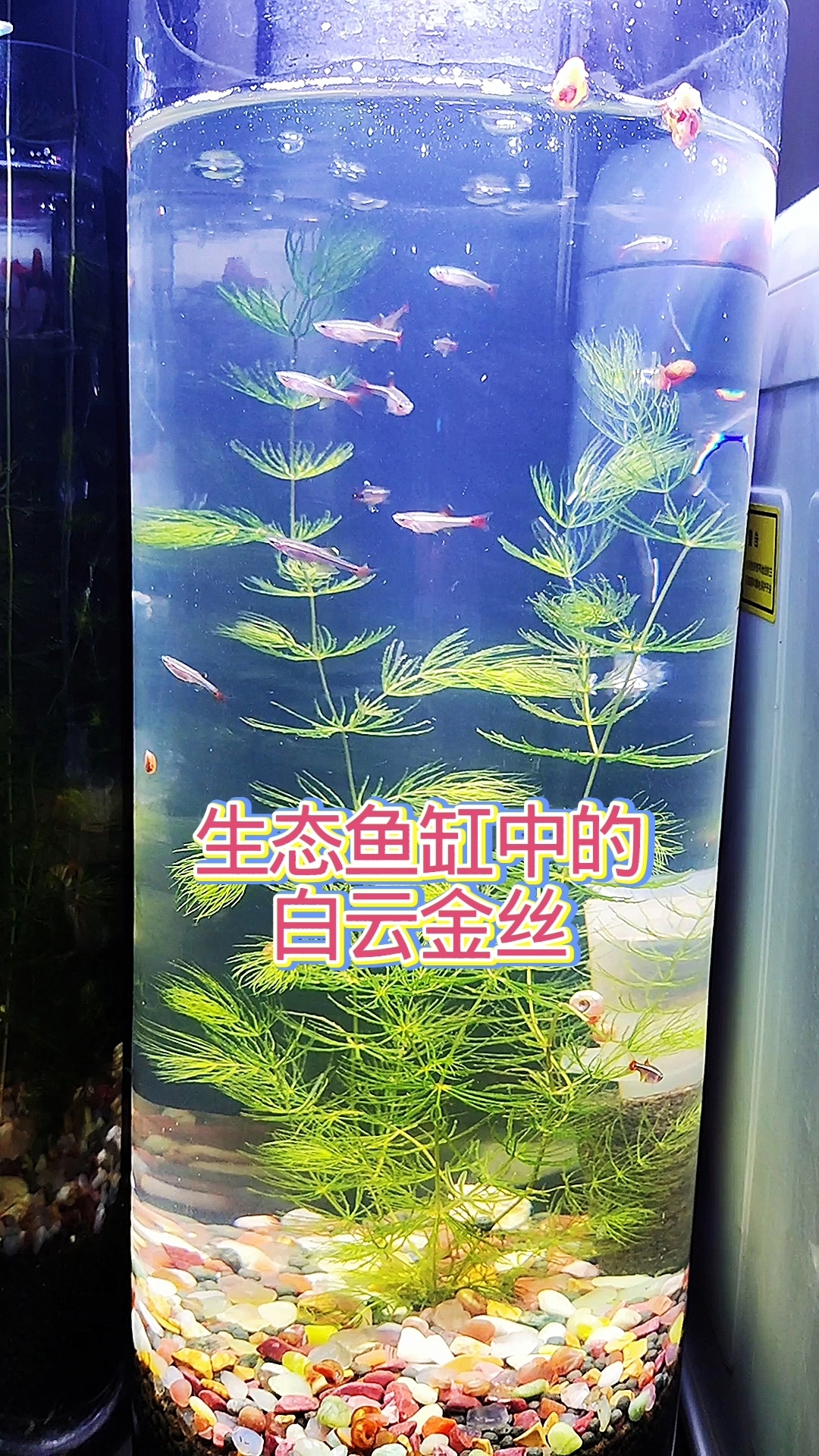 白云金丝入小型生态鱼缸两整天,状态正常,冷水鱼才是关键
